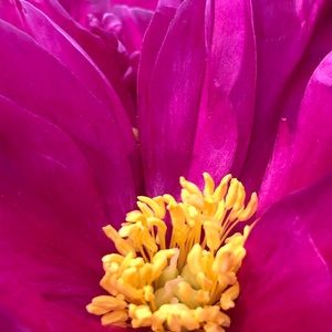 Meet your Posher, Cynthia